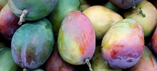 assorted color mangoes